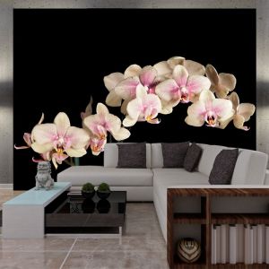 Fototapeta - Blooming orchid | 200x154, 250x193, 300x231, 350x270, 400x309