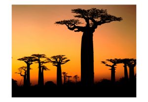 Fototapeta - African baobab trees Artgeist
