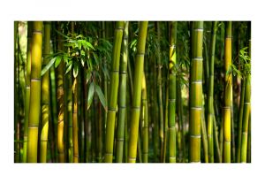 Fototapeta - Asijské bambusové lesy Artgeist