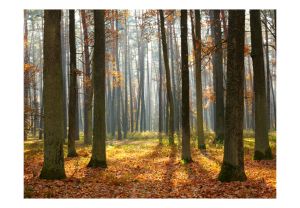 Fototapeta - Autumn trees Artgeist