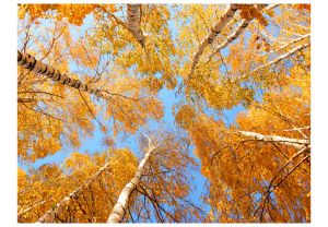 Fototapeta - Autumnal treetops Artgeist