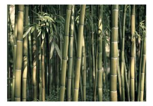 Fototapeta - Bamboo Exotic Artgeist