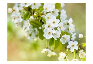 Fototapeta - Beautiful delicate cherry blossoms Artgeist