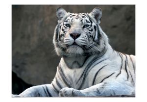 Fototapeta - Bengali tiger in zoo Artgeist