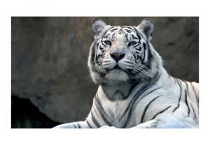Fototapeta - Bengálský tygr v zoo Artgeist