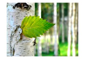 Fototapeta - Birch leaf Artgeist
