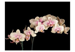 Fototapeta - Blooming orchid Artgeist