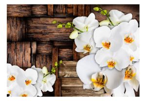 Fototapeta - Blooming orchids Artgeist