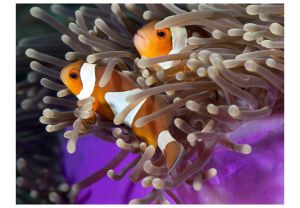 Fototapeta - Clownfish Artgeist