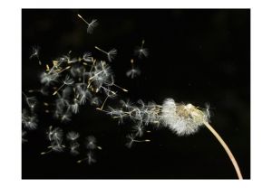 Fototapeta - Dandelion seeds carried by the wind Artgeist