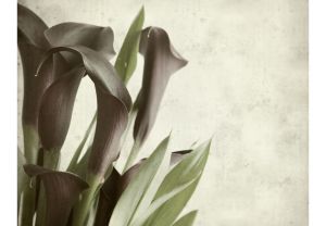 Fototapeta - Dark purple calla lilies - old paper background Artgeist