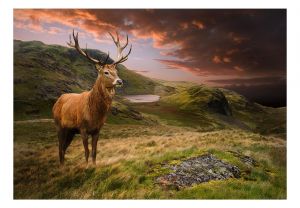 Fototapeta - Deer on Hill Artgeist