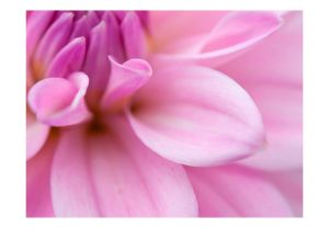 Fototapeta - Flower petals - dahlia Artgeist
