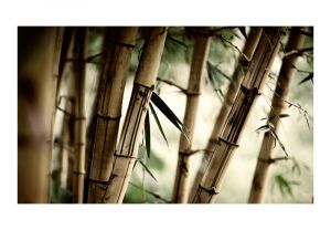 Fototapeta - Fog and bamboo forest Artgeist
