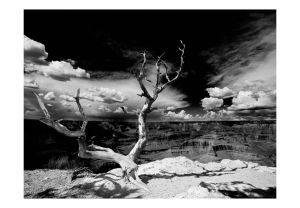 Fototapeta - Grand Canyon tree Artgeist