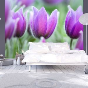 Fototapeta - Purple spring tulips | 200x154, 250x193, 300x231, 350x270, 400x309